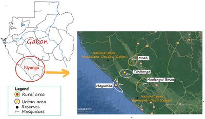 A cross-sectional study of malaria transmission in suggests the existence of a potential bridge vector susceptible of ensuring the transfer of simian malaria parasites to humans